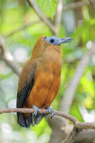 A capuchin bird (Perissocephalus tricolor) sits on a branch in a green tropical forest. It is found