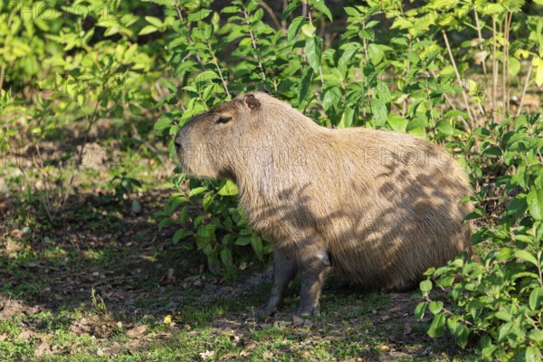 A male greater capybara (Hydrochoerus hydrochaeris) rests in the dense riparian vegetation on the