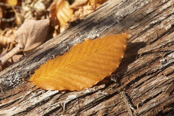 Beech leaf fallen on a cedar trunk, La Mauricie national park, Region of la Mauricie, province of
