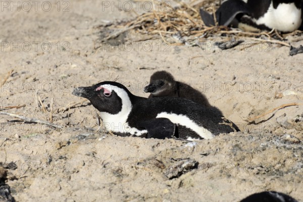 African penguin (Spheniscus demersus), adult, juvenile, chick, nest, guard, beach, Boulders Beach,