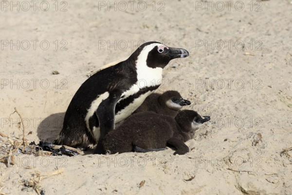 African penguin (Spheniscus demersus), adult, two chicks, nest, beach, Boulders Beach, Simonstown,