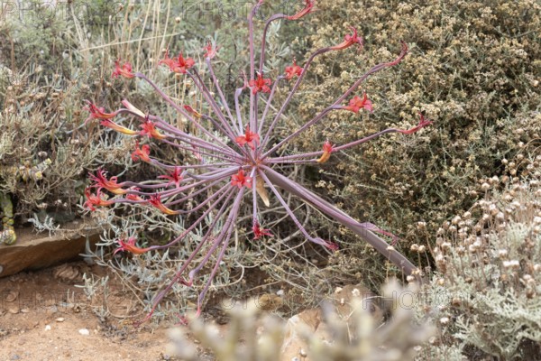 Brunsvigia josephinae, Josephine's lily, candelabra lily, blooming, flower, bulb plant, Karoo