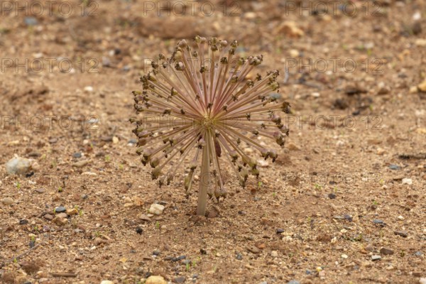 Brunsvigia Josephinae, Josephine's Lily, Candelabra Lily, Faded, Onion Plant, Karoo Desert