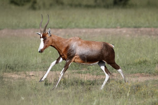 Buntbock (Damaliscus pygargus), adult, running, Mountain Zebra NP, Eastern Cape, South Africa,