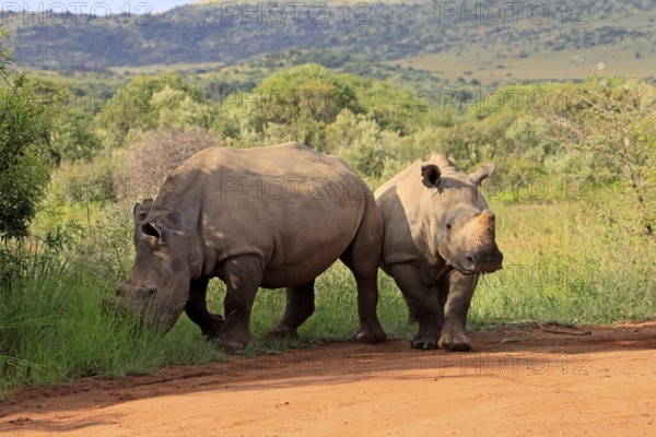 White rhino (Ceratotherium simum), white rhino, adult, two rhinos, foraging, dehorned, horn