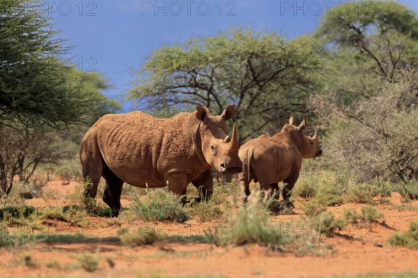 White rhino (Ceratotherium simum), white rhino, adult, female, mother, young animal, foraging,