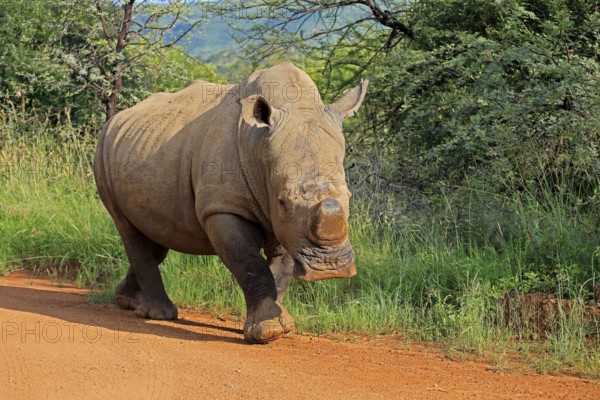 White rhinoceros (Ceratotherium simum), white rhinoceros, adult, running, on track, foraging,
