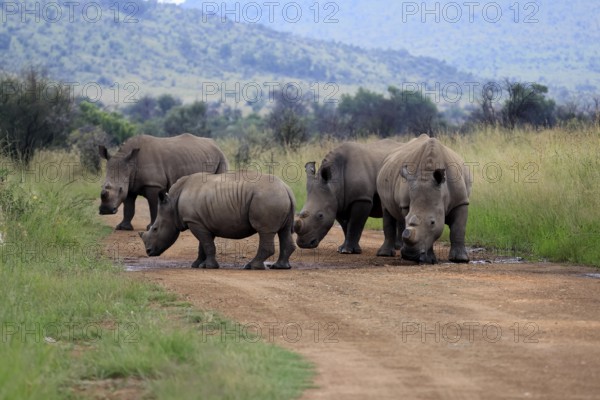 White rhino (Ceratotherium simum), white rhino, adult, group, on track, foraging, dehorned, horn