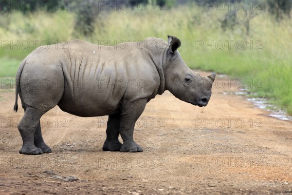 White rhinoceros (Ceratotherium simum), white rhinoceros, young animal, on track, foraging,