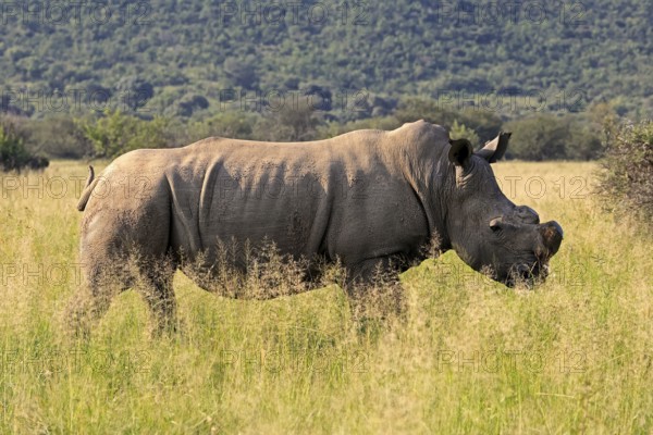 White rhino (Ceratotherium simum), white rhino, adult, foraging, dehorned, horn removed,