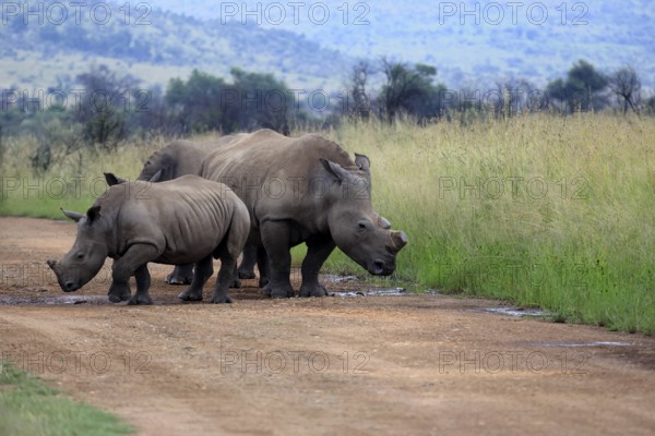 White rhino (Ceratotherium simum), white rhino, adult, female, mother, young animal, dehorned, horn