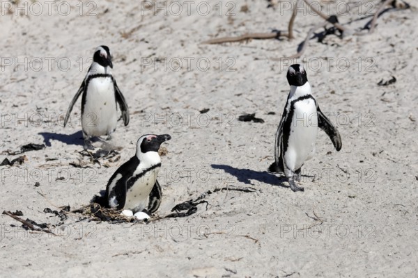 African penguin (Spheniscus demersus), adult, at the nest, clutch, eggs, breeding, beach, Boulders