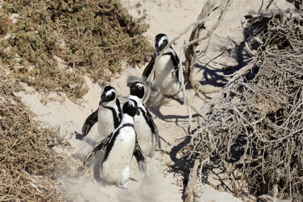 African penguin (Spheniscus demersus), adult, group, on the beach, walking, Boulders Beach,