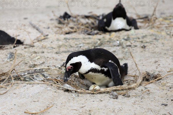 African penguin (Spheniscus demersus), adult, at nest, clutch, egg, incubating, breeding colony,