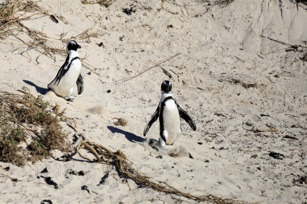 African penguin (Spheniscus demersus), adult, pair, on the beach, walking, Boulders Beach,
