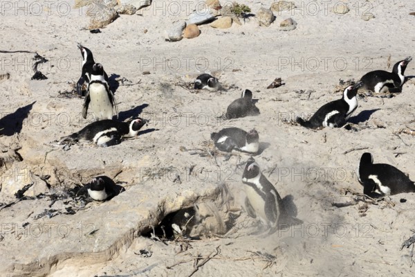 African penguin (Spheniscus demersus), adult, breeding colony, on nest, breeding, beach, Boulders