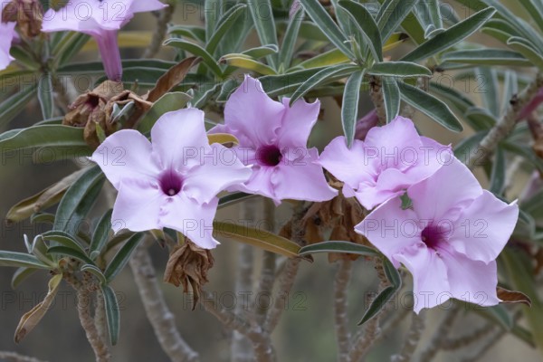 Adenium oleifolium, desert rose, flowers, blooming, semi-succulent, shrub, Kirstenbosch Botanic