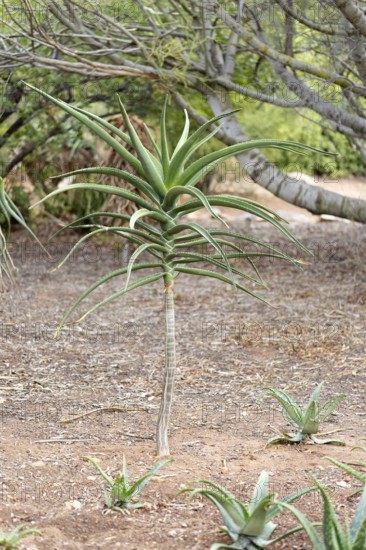 Aloe barberae, young plant, affodill plant, Karoo Desert Botanical Garden, Worcester, Western Cape,