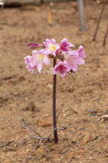 Belladonna lily (Amaryllis belladonna), true amaryllis, flowering, flower, Karoo Desert Botanic