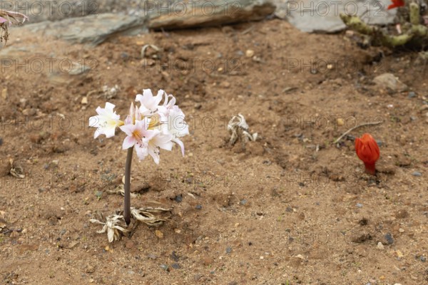 Belladonna lily (Amaryllis belladonna), true amaryllis, flowering, flower, Karoo Desert Botanic