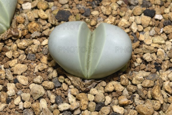 Argyroderma pearsonii, living stones, succulent, a plant, Stellenbosch Botanical Garden, Western