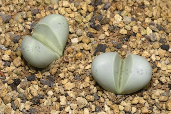 Argyroderma pearsonii, living stones, succulent, two plants, Stellenbosch Botanical Garden, Western