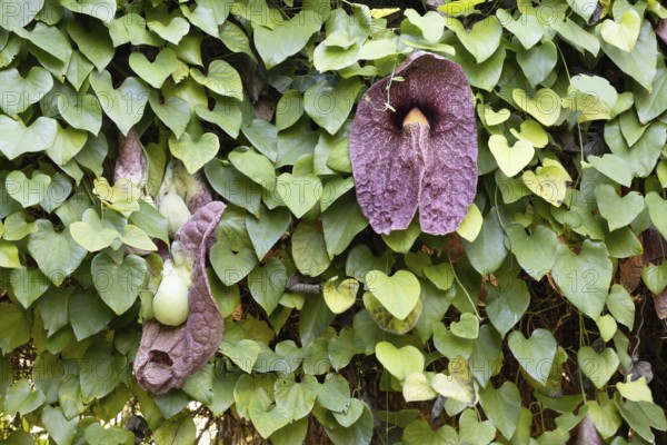 Aristolochia gigantea, giant pelican flower, pipe flower, blossom, blooming, leaves, Stellenbosch