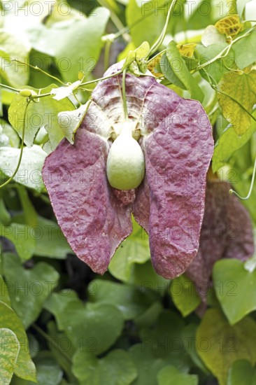 Aristolochia gigantea, giant pelican flower, pipe flower, blossom, blooming, Stellenbosch Botanical