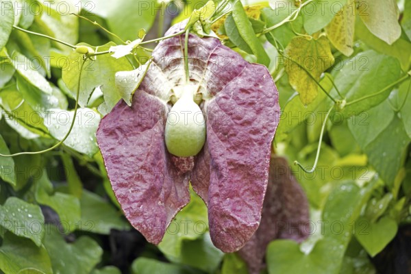 Aristolochia gigantea, giant pelican flower, pipe flower, blossom, blooming, Stellenbosch Botanical