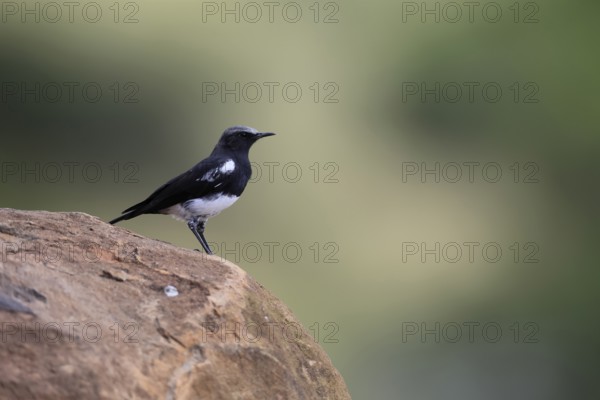 Mountain Wheatear (Myrmecocichla monticola), adult, male, on rocks, foraging, alert, Mountain Zebra