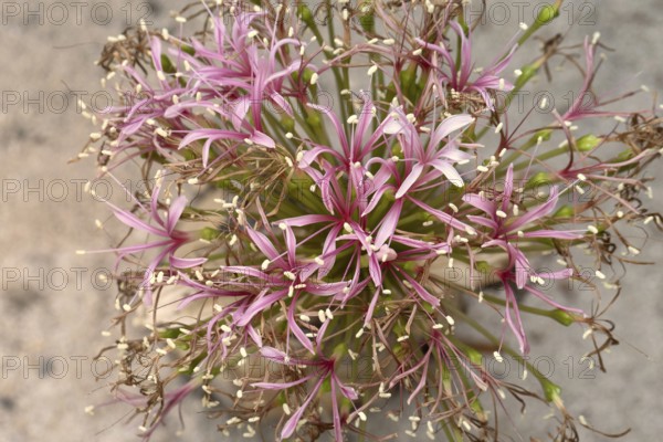 Boophone haemanthoides, blossom, bulb plant, Karoo Desert Botanic Garden, Worcester, Western Cape,