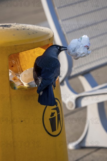 Jackdaw, Corvus Monedula, at Amsterdam Schiphol Airport, AMS, visitor terrace, panoramic terrace,