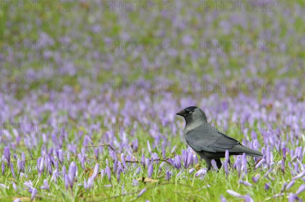 Jackdaw (Corvus monedula) among crocuses (Crocus napolitanus) in Husum Castle Park,