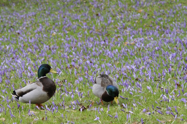 Mallard ducks (Anas platyrhynchos) among crocuses (Crocus napolitanus), Husum Castle Park,