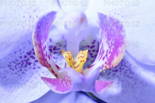 Macro image of the flower of an orchid, Germany