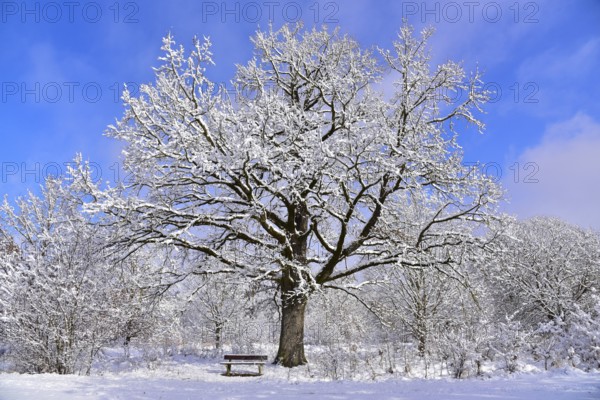 Winter heathland in the Augsburg nature park Park Western Forests near Augsburg, Swabia, Bavaria,
