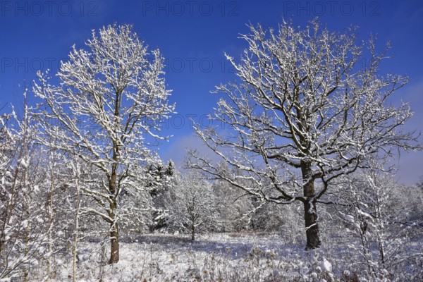 Winter heathland in the Augsburg Western Forest nature park Park near Augsburg, Swabia, Bavaria,