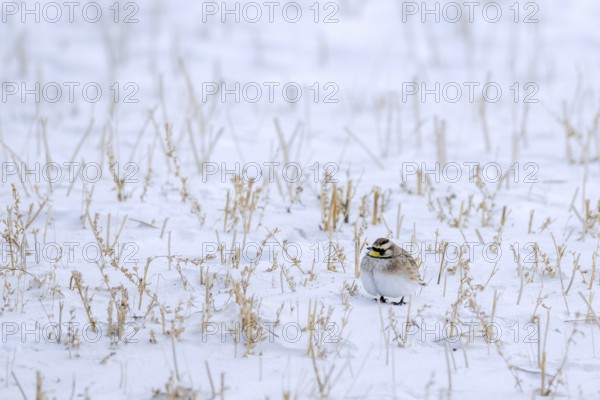 Saskatchewan horned lark (Eremophila alpestris enthymia) adult male foraging on snow covered ground