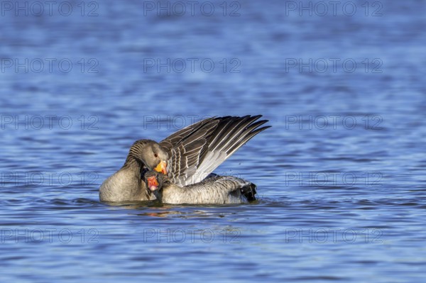 Greylag geese, graylag goose (Anser anser) pair swimming in pond and showing mating behaviour by