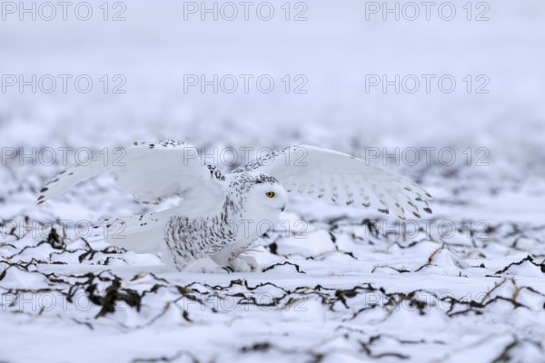 Snowy owl, polar owl, white owl, Arctic owl (Bubo scandiacus, Strix scandiaca) female landing with