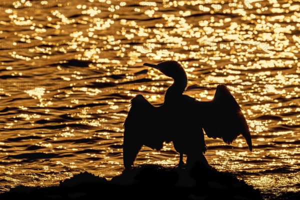 Great cormorant (Phalacrocorax carbo) sitting on the shore, stretching wings for drying wet