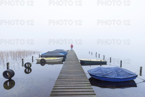 Rowing boats, rowboats moored to wooden jetty at Lake Ratzeburg, Ratzeburger See in mist, Lauenburg