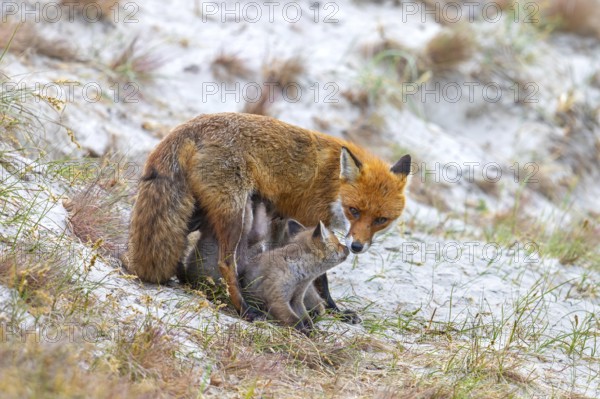 Red fox (Vulpes vulpes) female suckling kits, young near burrow, den in the sand dunes along the