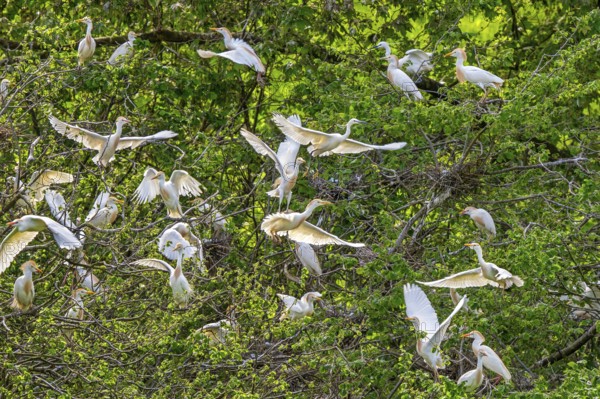Flock of cattle egrets (Ardea ibis, Bubulcus ibis) in summer plumage, breeding plumage displaying