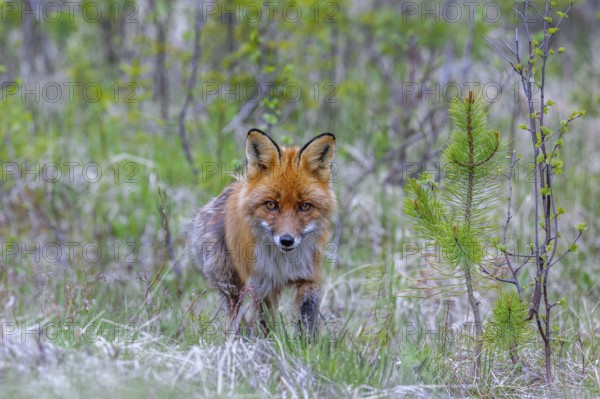Red fox (Vulpes vulpes) hunting among fresh shoots of pine trees at edge of coniferous forest in