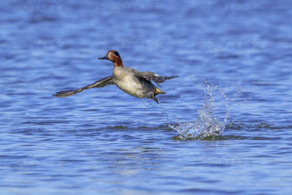 Eurasian teal, common teal, Eurasian green-winged teal (Anas crecca) male in flight taking off from