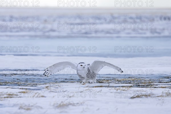 Snowy owl, polar owl, white owl, Arctic owl (Bubo scandiacus, Strix scandiaca) female landing with