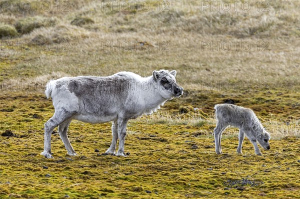 Svalbard reindeer (Rangifer tarandus platyrhynchus) moulting female, cow with calf foraging on the