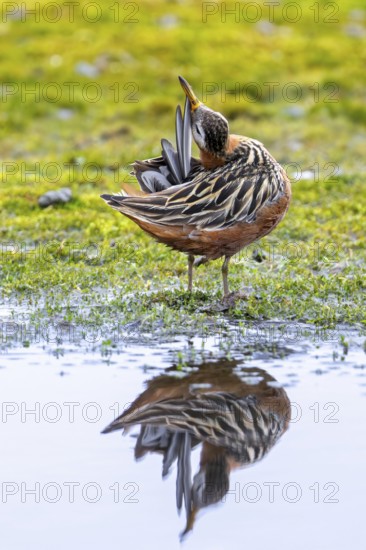 Red phalarope, grey phalarope (Phalaropus fulicarius) male in breeding plumage preening feathers on