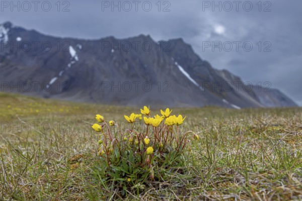 Yellow marsh saxifrage, bog saxifrage (Saxifraga hirculus), perennial herb in flower on the arctic